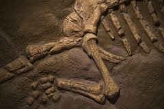 <b>加研究员首次发现：天辰娱乐主管7500万年前恐龙</b>